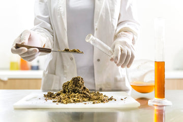 How is CBD Oil Extracted?